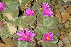 Gibbaeum dispar 1DS-II 1-8807.jpg