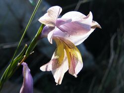 Gladiolus carinatus.jpg