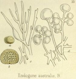 Glomus australe fornerly Endogone australis.jpg