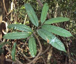 A close up picture of a stem with 8 leaves. There are trees in the background