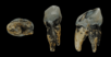 Graecopithecus tooth.png