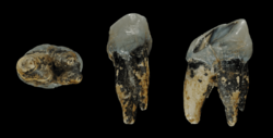 Graecopithecus tooth.png