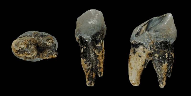 File:Graecopithecus tooth.png