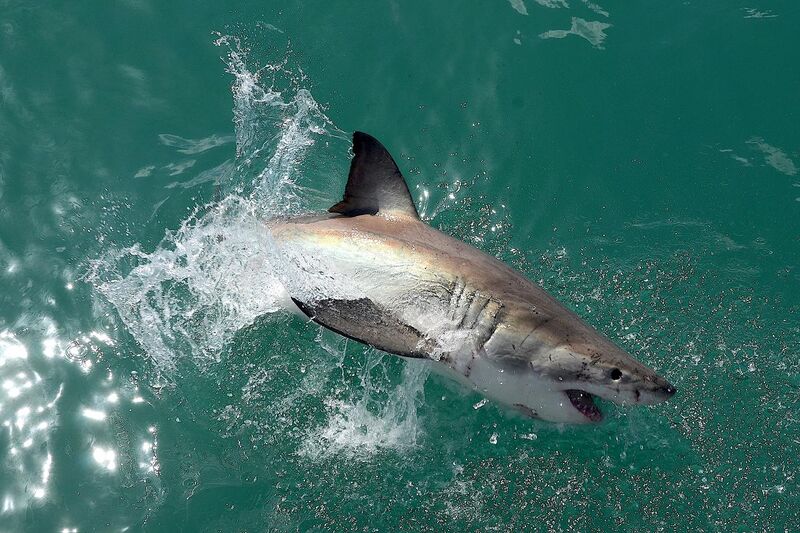 File:Great white shark near Gansbaai, South Africa.jpg