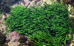 Green seaweed Turimetta south.jpg