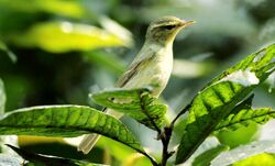 Green warbler.jpg