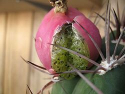 Gymnocalycium saglionis fruit cracking open.jpg