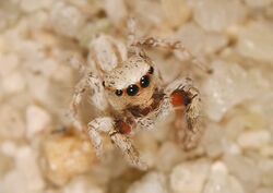 Habronattus signatus (Banks, 1900) (SDSU HA1307).jpg