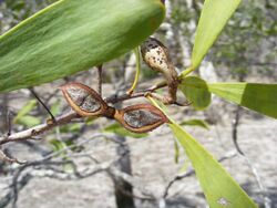 Hakea pedunculata 25463673.jpg