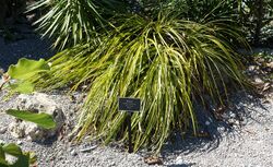Hechtia lundelliorum - Naples Botanical Garden - Naples, Florida - DSC09911.jpg