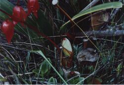 Heliamphora nutans (Habitus).jpg