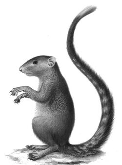 Heliosciurus mutabilis Peters 1852.jpg