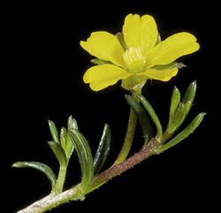 Hibbertia avonensis - Flickr - Kevin Thiele.jpg