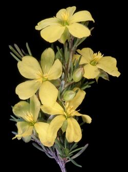 Hibbertia hibbertioides (15231610529).jpg