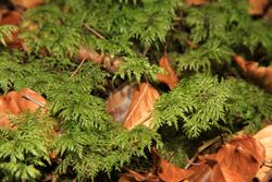 Hylocomium splendens in nature reserve Ptaci stena in autumn 2011 (4).JPG