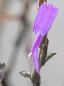 Hypoestes phyllostachya flower02.jpg