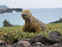 Iguane terrestre des Galapagos (Conolophus subcristatus).jpg