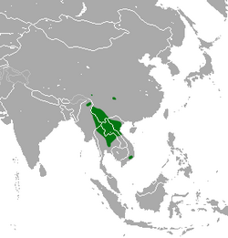 Map of Southeast Asia, with shading indicating the species occurs in Myanmar, Laos, Thailand, Vietnam, and a small part of China