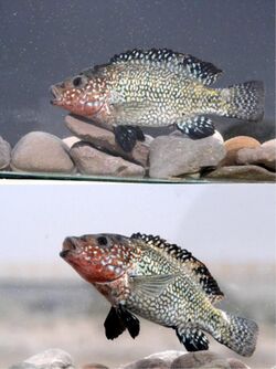 Iranocichla persa.jpg