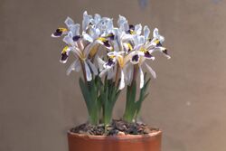 Iris rosenbachiana 001 GotBot 2018.jpg