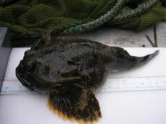 Juvenile Buffalo sculpin (Enophrys bison) 196mm.jpg