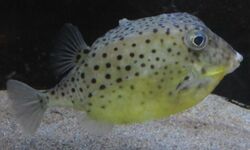Kentrocapros aculeatus (Takeshima aquarium).jpg