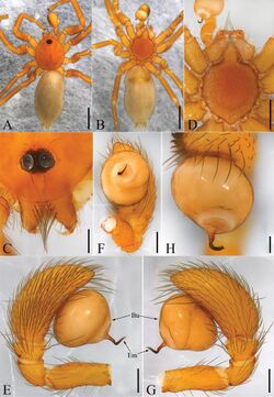 Laoponia saetosa (10.3897-zookeys.851.33351) Figure 1.jpg