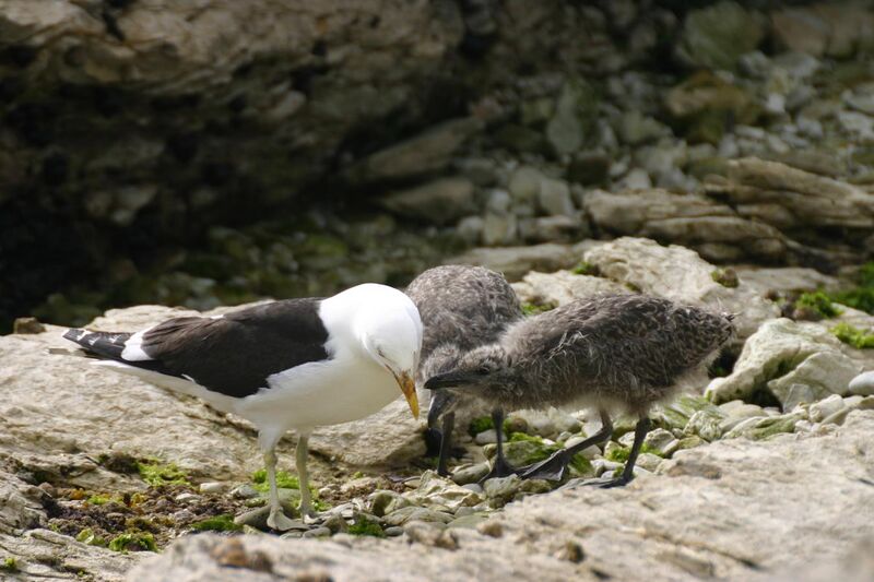 File:Larus Dominicanus with young.jpg