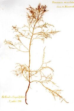 Laurencia microcladia (herbarium item).jpg