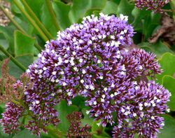 Limonium perezii 2.jpg