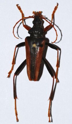 Longhorn Beetle (Mastododera lateralis) (8562632272).jpg