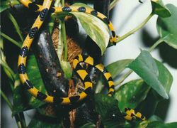 Snake with black and yellow color pattern