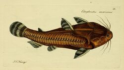 M.E. Blochii ... Systema ichthyologiae iconibus CX illustratum (Plate 28) (6006015692).jpg