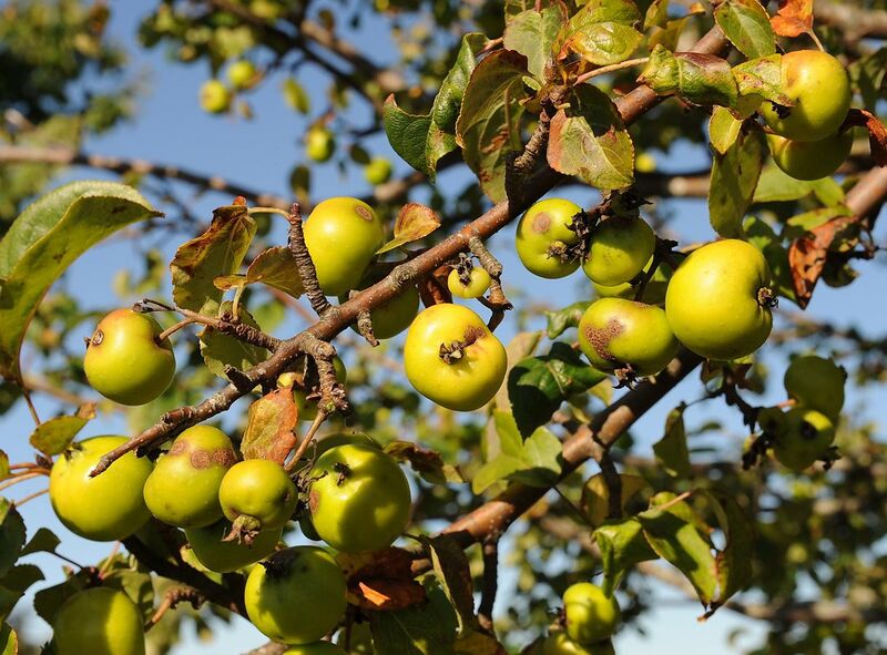 File:Malus sylvestris (villeple) epler.jpg