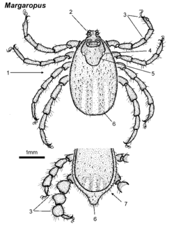 Dorsal view of "Margaropus" female, with inset of male posterior below