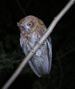 Megascops nudipes-Mucarito-Screech Owl of Puerto Rico.jpeg