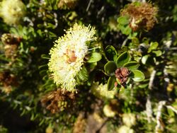 Melaleuca depressa (leaves, flowers).JPG