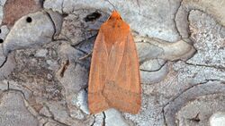 Metaxaglaea viatica - Roadside Sallow Moth (11212613613).jpg