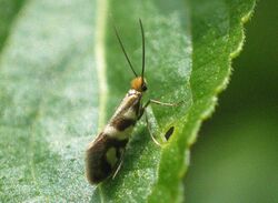 Micropterix schaefferi BE-MK-7013a.jpg