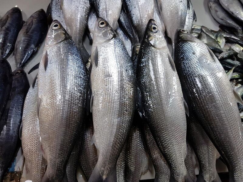File:Milkfish (Chanos chanos) locally called 'bangus' in a Philippine market.jpg