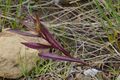 New York Aster (Symphyotrichum novi-belgii) - Gros Morne National Park, Newfoundland 2019-08-17 (02).jpg