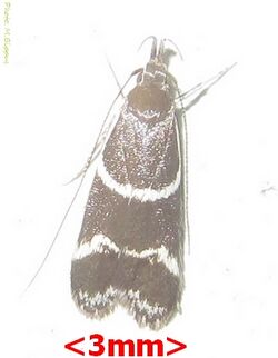 Oecophoridae-Taragmarcha laqueata borbonensis-(3x7-8mm)-03.jpg