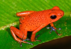 Oophaga pumilio (Strawberry poision frog) (2532163201).jpg