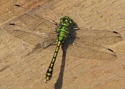 Ophiogomphus cecilia IMG 4225.jpg