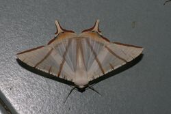 Ourapteryx claretta (Geometridae Ennominae Ourapterygini).jpg