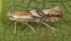 Phyllonorycter blancardella, Newborough Forest, North Wales, Sept 2016 (29274540800).jpg