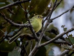 Phylloscartes roquettei Minas Gerais Tyrannulet; Botumitim, Minas Gerais, Brazil.jpg