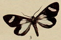 Pl.13-03-Pitthea famulita=Pitthea cyanomeris Prout, 1915.JPG