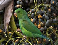 Plain Parakeet (Brotogeris tirica) -eating fruit in tree.jpg