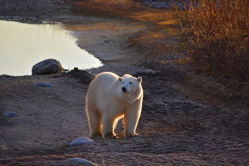 File:Polar bear waiting.jpg